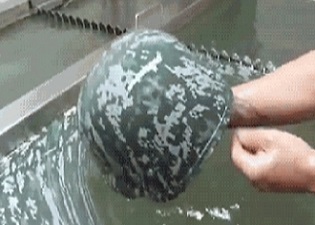 Water Transfer Printing